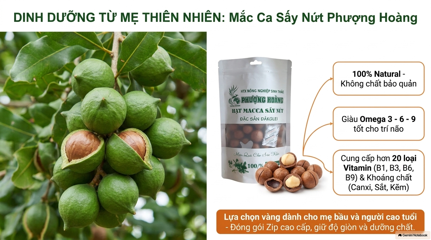 Hạt Macca Sấy Nứt - Đặc sản ĐăkGlei - HTX Phượng Hoàng